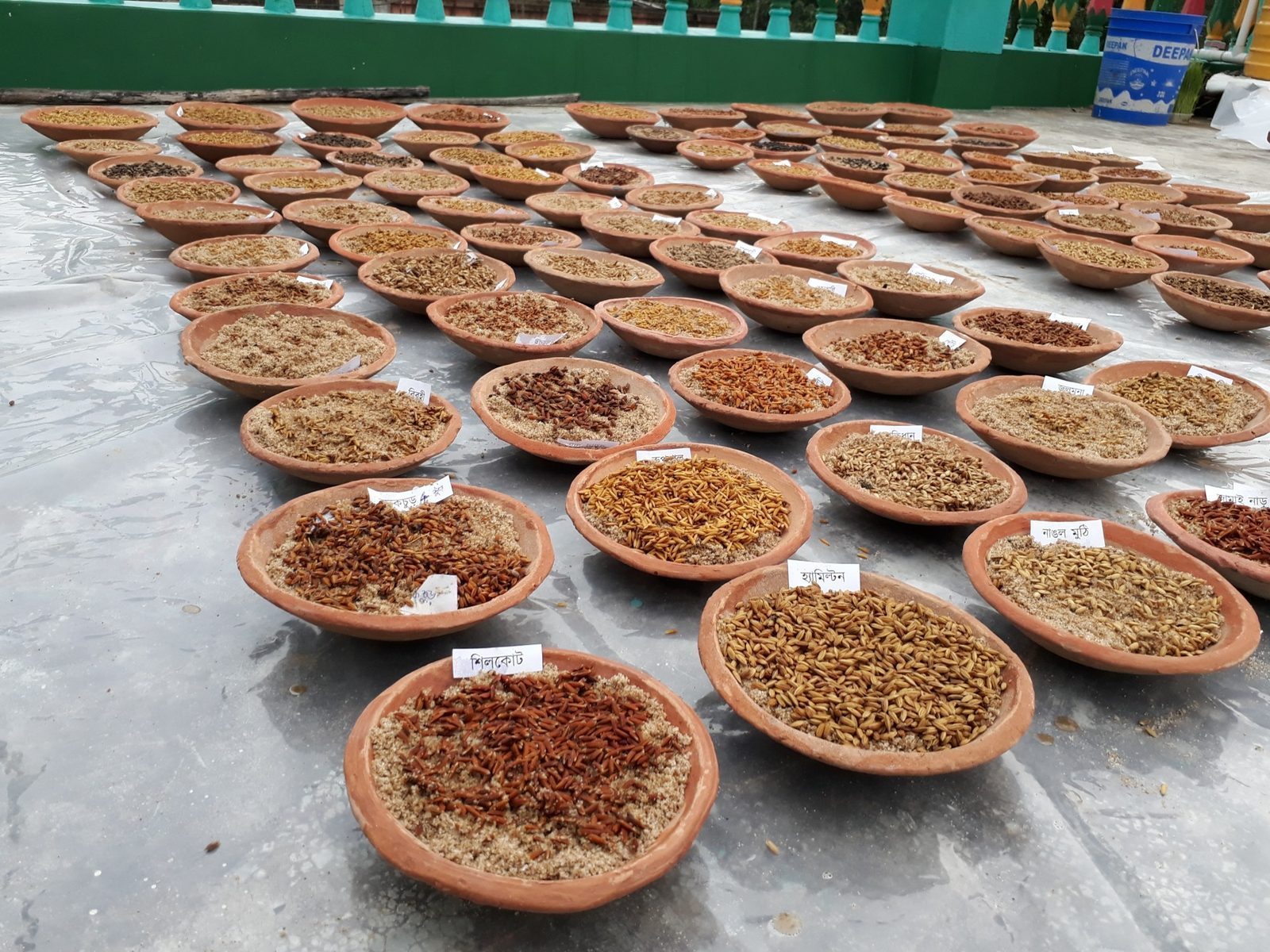 Indigineous rice varieties being prepped for germination